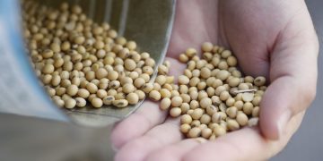 The Global Food Crisis—This Is Not a Dress Rehearsal