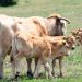 Croatia: Anthrax Found in Dead Cattle in Nature Park