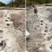 Dried up riverbed caused by Texas drought reveals "one of the longest dinosaur trackways in the world”