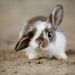 Rabbit Disease