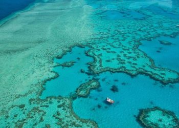 Two-thirds of Great Barrier Reef boast highest coral cover ever recorded despite previous reports of looming extinction of Australia's natural wonder