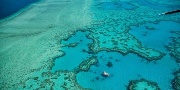 Two-thirds of Great Barrier Reef boast highest coral cover ever recorded despite previous reports of looming extinction of Australia's natural wonder