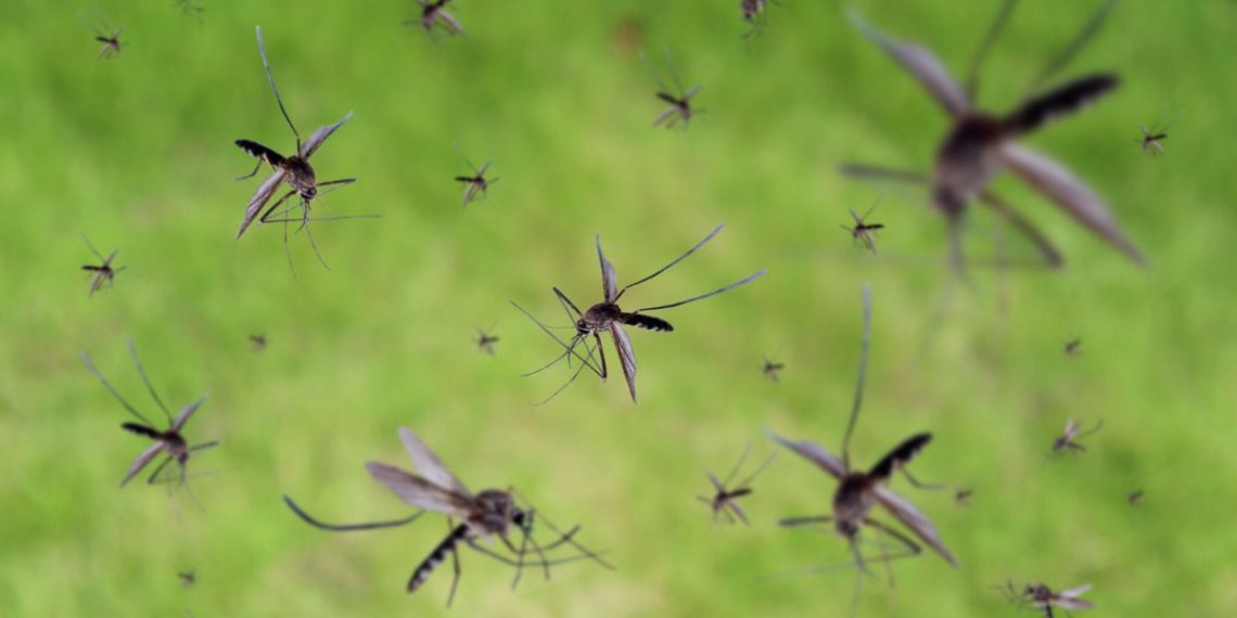 Warning: Gates-Funded Factory Breeds 30 Million Mosquitoes a Week for Release in 11 Countries