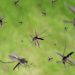 Warning: Gates-Funded Factory Breeds 30 Million Mosquitoes a Week for Release in 11 Countries