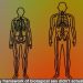 Scientific American declares biological sex is construct to 'reinforce gender and racial divisions'