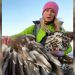Viral Video Shows Falcon’s Wing Totally Severed By Eco-Friendly Wind Turbine