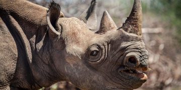 The RINO Party and Putting the ‘Con’ into Conservatism
