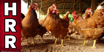 Mass chicken culling based on “avian influenza outbreaks” just another malicious attack on the FOOD SUPPLY