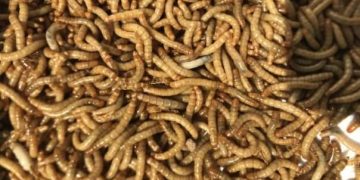 ‘Tastes Just Like Real Meat’ – Beetleburgers to Hit Mass Production to Help Feed the World