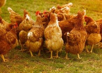 Chickens (1)