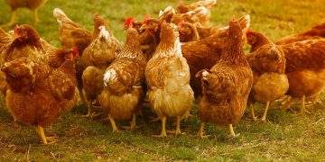Chickens (1)
