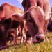 Genetic and Biological Weaponry Continues to Be Deployed Across the Food Supply