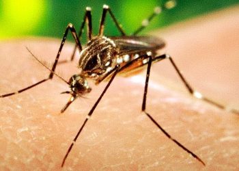 WHO Is Warning of Dengue and Chikungunya Outbreaks in Americas