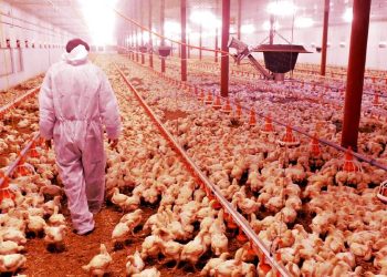Tyson Foods to Lay Off 10% of Corporate Workers, 15% of Leadership Team as Corporate America IMPLODES