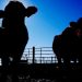 Biowarfare Through the Food Supply