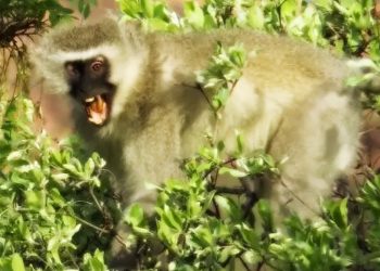 Green Monkey