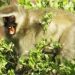 Green Monkey