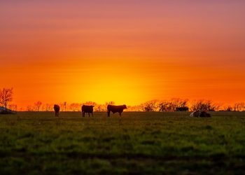 Why a Veterans-Owned Freeze Dried Beef Company Unabashedly Embraces an America First Worldview