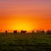 Why a Veterans-Owned Freeze Dried Beef Company Unabashedly Embraces an America First Worldview