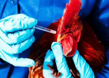 The Next Plandemic? Experts Say Bird Flu Virus Is “Changing Rapidly”