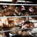USDA’s Phony ‘Animal Welfare’ Rule and Other Shenanigans