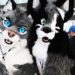 Schools Are Now Allowing Children to Identify as Cats, Horses, Dinosaurs and All Sorts of Other Things