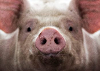 Why Are Planes Using Pork Byproducts for Fuel?