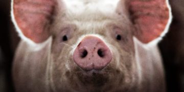 Why Are Planes Using Pork Byproducts for Fuel?