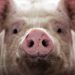 Why Are Planes Using Pork Byproducts for Fuel?