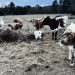 Big City Investor Flees to Texas Plot to Restart ‘Biblical’ Life, Grow Own Food, Homeschool—Here’s How