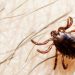 Plandemic 2.0? British Government Sounds Alarm Over Alleged Spread of New Killer Virus in Europe