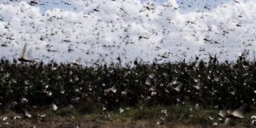 Massive Swarm of Grasshoppers Wreaks Havoc in Utah – Adding to the Dilemma of Local Farmers Already Suffering From Drought