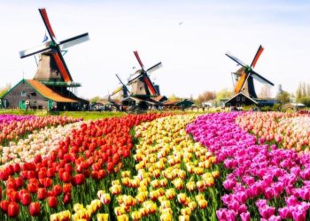 The Future of Traditional Farming and Healthcare in the Netherlands