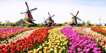 The Future of Traditional Farming and Healthcare in the Netherlands