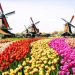 The Future of Traditional Farming and Healthcare in the Netherlands