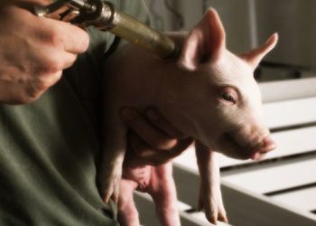 Messenger RNA “Vaccines” in Meat Animals