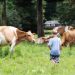 Golden Valley Farms