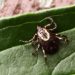 Lonestar Tick