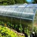 Prepper Garden