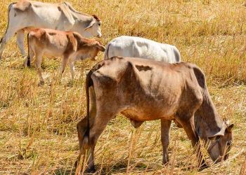 Sick Cattle