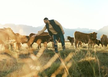 Cattle
