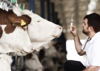 Cow Vaccine