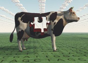 Genetically Modified Cattle