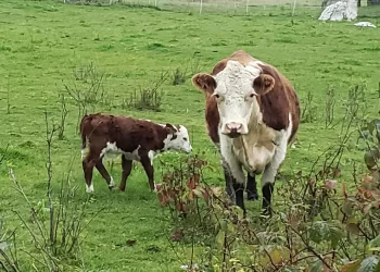 Government Can Fix neither Food nor Farm