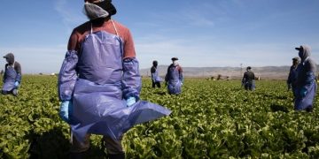 Democrats Scold Americans on Thanksgiving: Thank Illegal Aliens for Picking Your Food