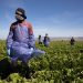 Democrats Scold Americans on Thanksgiving: Thank Illegal Aliens for Picking Your Food