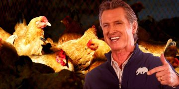Newsom Bird Flu
