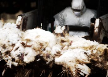 Bird Flu