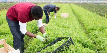 Farmhands