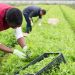Farmhands